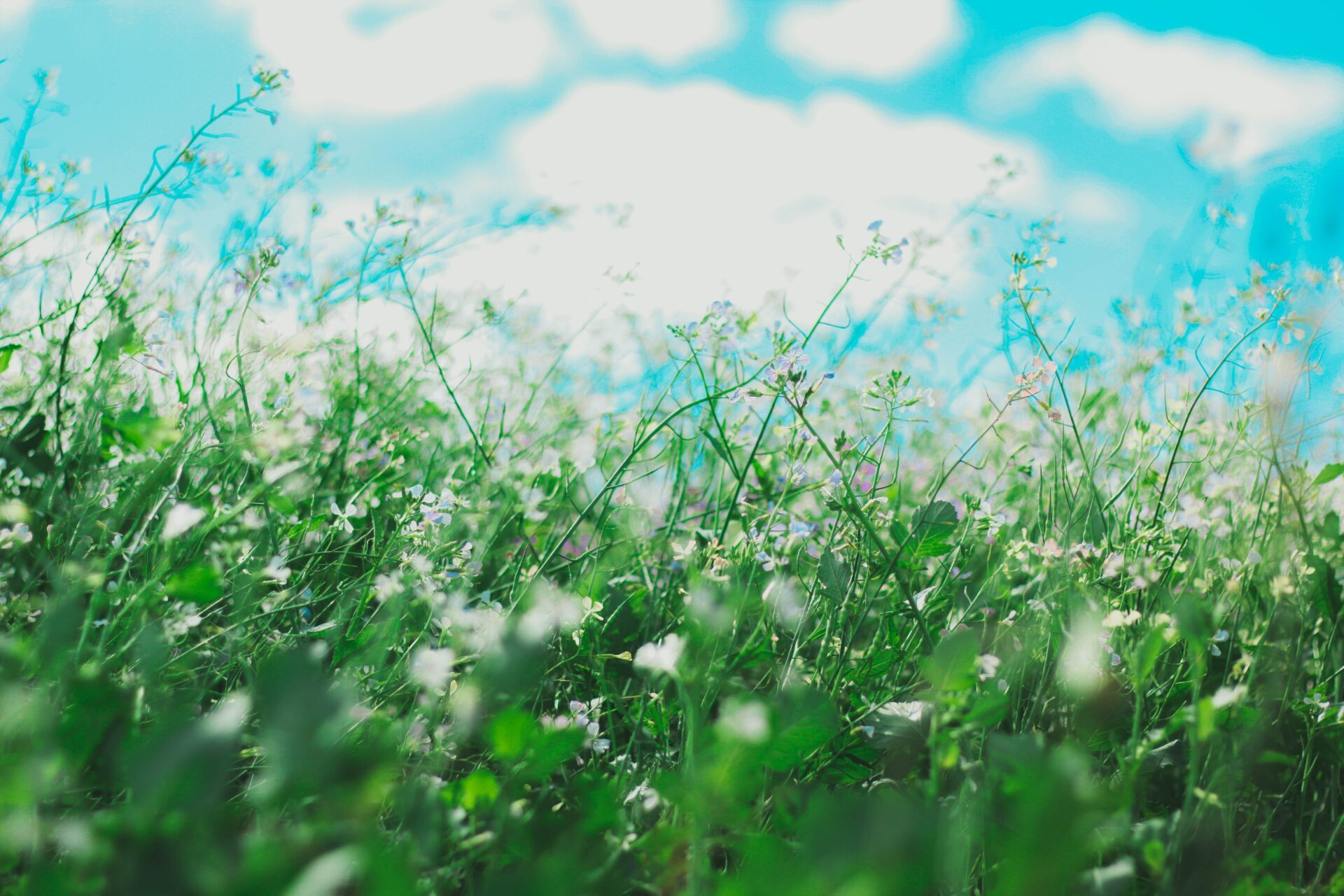 Which Allergy Medication is Best for You? Making it Through Allergy Season With the Right Medication
